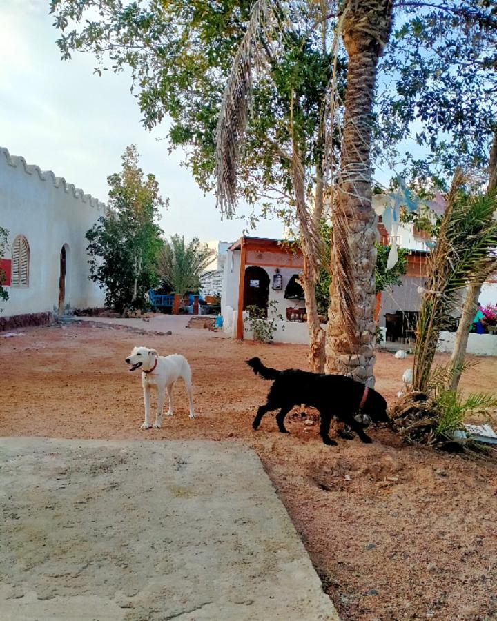 Nook Hostel ดาฮับ ภายนอก รูปภาพ